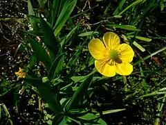 Fleur de Grande douve.