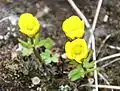 Ranunculus nivalis près de Longyearbyen (île de Spitzberg)