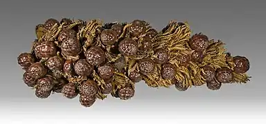 Fruits matures – Muséum de Toulouse