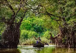 Une barque se faufile entre d'énormes arbres qui sortent de l'eau.