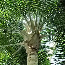 Ravenea rivularis, un Ceroxyloideae