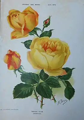 Image illustrative de l’article Rayon d'Or