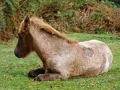 Poulain de race New Forest aubère.