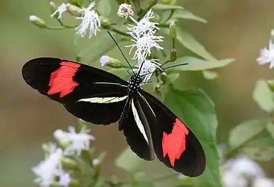 Heliconius erato phyllis ♂ (Mato Grosso, Brésil)