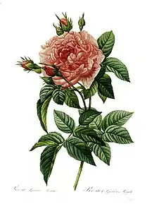 Rosa gallica regalis.