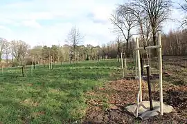 La première collection de tilleuls de France (63 taxons).