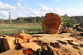 Tilleuls d'exception.