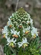 Inflorescence en début de floraison.