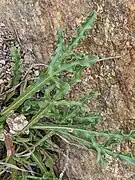 Feuilles basales et moyennes.