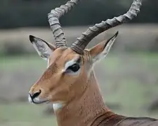Impala mâle.