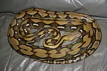 un python réticulé