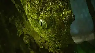 Ménagerie du jardin des plantes de Paris/France