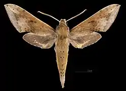 Avers de Rhagastis castor aurifera(coll.MHNT)