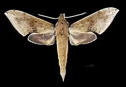 Avers de Rhagastis castor formosana(coll.MHNT)