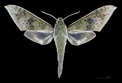 Rhagastis confusa face dorsale MHNT