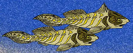 Rhamphodopsis threiplandi, un Ptyctodontida.