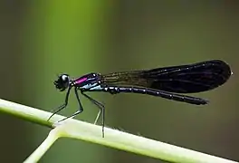 Heliocypha fenestrata