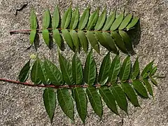Photographie en couleurs 'une feuille d'Ailante et d'une feuille de Sumac posées sur un sol rocheux. Leur forme est semblable, mais les folioles du Sumac sont plus courtes..