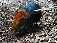 Un exemplaire d'un sengi à face grise