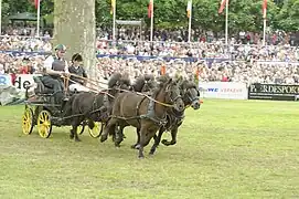 Attelage de quatre Shetlands en compétition en Allemagne, au galop