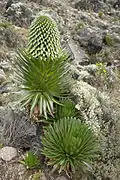 Lobelia deckenii vers 4 000 mètres d'altitude.