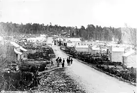 Rimu (Nouvelle-Zélande)