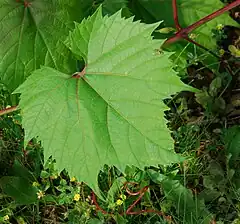 la photographie couleur présente une feuille de vigne en gros plan, devant un rameau rouge sang.