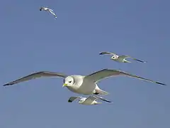 Mouette tridactyle en vol.