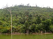Forêt de Java devant une rivière.