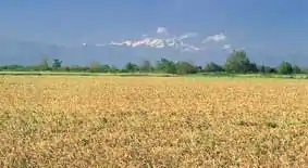 Riz à maturité à Desana près de Verceil.