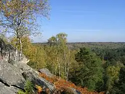 Image illustrative de l’article Forêt de Fontainebleau