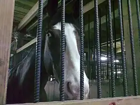 Tête d'un cheval de sport roumain dans son box