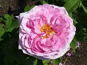 Image illustrative de l’article Comte de Chambord (rose)