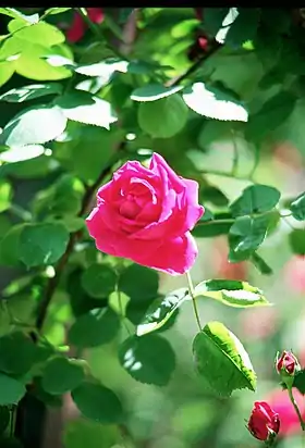 'Docteur Andry' (1864)