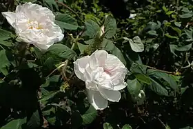 Image illustrative de l’article Félicité Parmentier