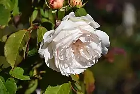 Image illustrative de l’article Gruss an Coburg