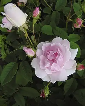 'La Noblesse' (1856) au jardin botanique de Montréal