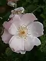 Rosa 'Lieve Louise'(Gros plan)