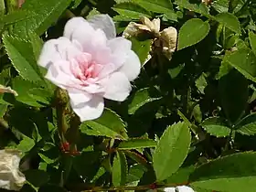 Rose 'Si', miniature, P. Dot 1957, à la roseraie du parc de l'Ouest de Madrid.