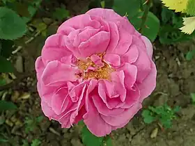 Image illustrative de l’article Amédée de Langlois