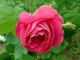 Image illustrative de l’article Beauté de Versailles