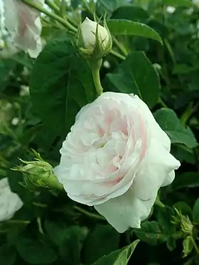 Image illustrative de l’article Belle Isis