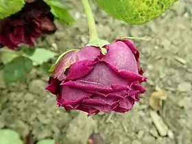 Image illustrative de l’article Comte Frédéric de Thun-Hohenstein