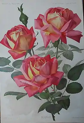 Image illustrative de l’article Juliet (rose)