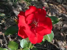 Image illustrative de l’article La Sevillana (rose)