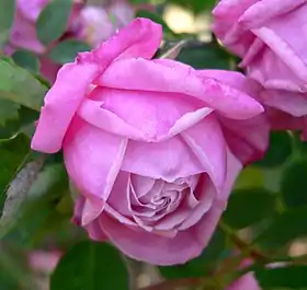 'Maman Cochet' (1892)