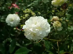 Image illustrative de l’article Marie-Jeanne (rose)