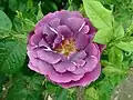 Rose 'Rhapsody in Blue'.