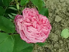 Image illustrative de l’article Victor Lemoine (rose)