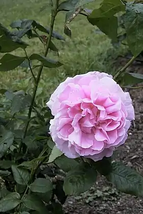 Image illustrative de l’article Wife of Bath (rose)